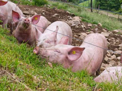 Les ptits cochons
